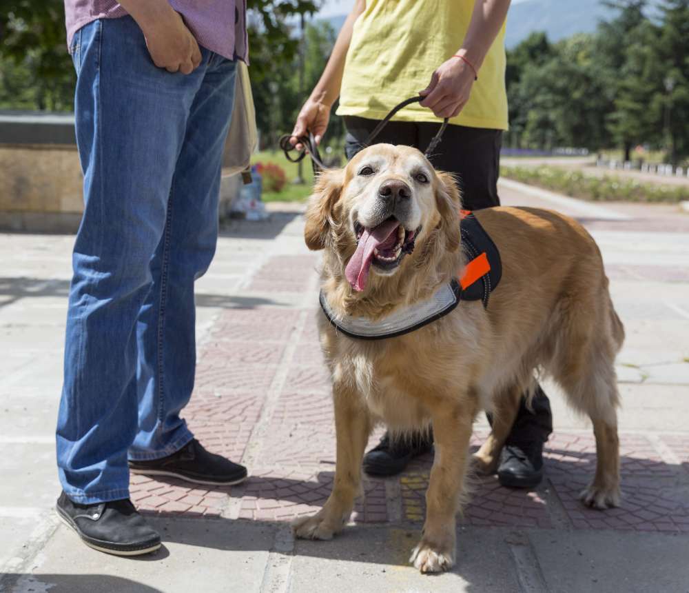 Happy golden retriever guide dog